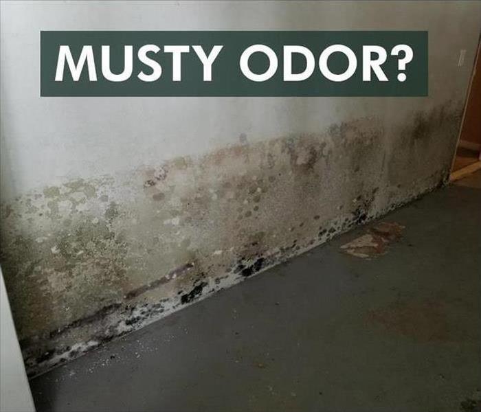 Mold growth on a wall, the phrase MUSTY ODOR